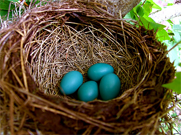 Four blue Robin's Eggs in a nest