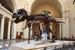 Sue the Tyrannosaurus rex skeleton