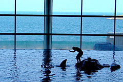 Trainer Feeding Dolphin