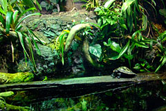 Turtle sitting on Green Log